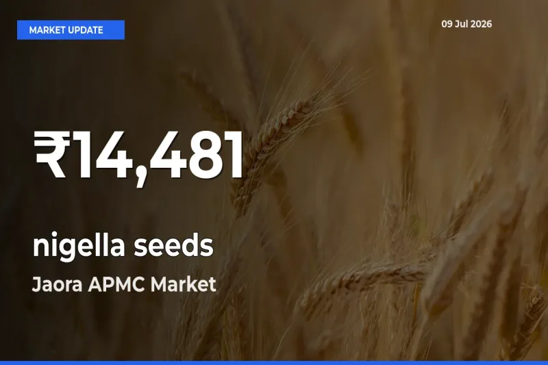 nigella seeds Mandi Rate Today: 30-Day Low Recorded in Jaora APMC