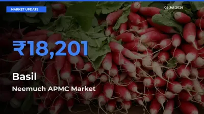 Neemuch APMC Records Highest ₹18,201 Rate for Basil