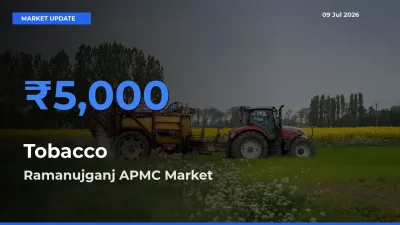 Ramanujganj APMC Offers ₹5,000 – Highest Tobacco Rate Today