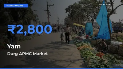 Durg APMC Records Highest ₹2,800 Rate for Yam
