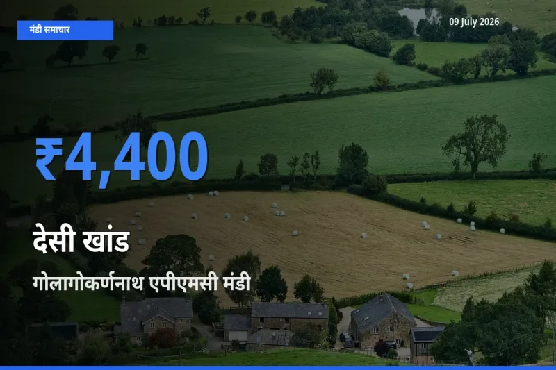 गोलागोकर्णनाथ एपीएमसी में देसी खांड का आज सबसे ऊँचा भाव