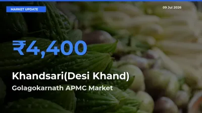 Golagokarnath APMC Leads as Top Mandi for Khandsari(Desi Khand) Prices