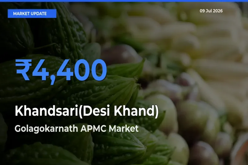 Golagokarnath APMC Leads as Top Mandi for Khandsari(Desi Khand) Prices