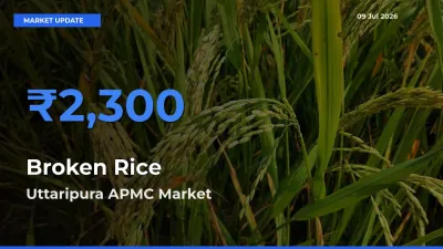 Uttaripura APMC Emerges as Top Mandi for Broken Rice Prices Today