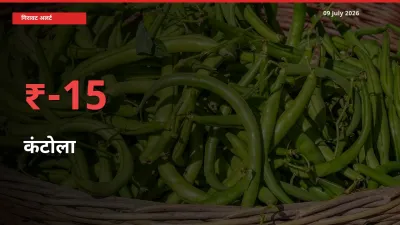 09 July अपडेट: कंटोला के दाम मंडी में 15.44% गिरे