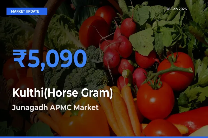 Market Watch: Junagadh APMC Becomes Top Mandi for Kulthi(Horse Gram)