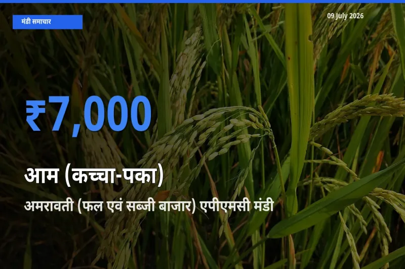किसानों की पसंद बना अमरावती (फल एवं सब्जी बाजार) एपीएमसी, आम (कच्चा-पका) के सबसे अच्छे दाम