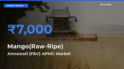 Amrawati (F&V) APMC Offers ₹7,000 – Highest Mango(Raw-Ripe) Rate Today