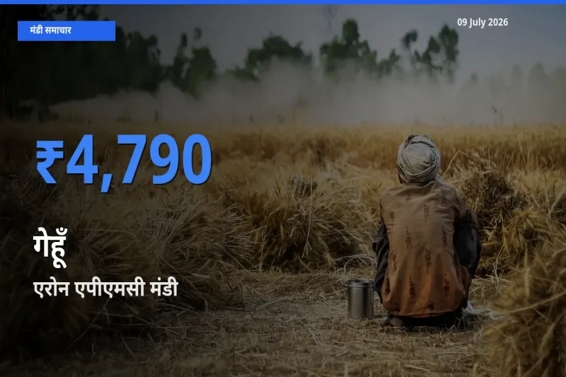 बाज़ार संकेत: एरोन एपीएमसी बना गेहूँ के लिए आज की टॉप मंडी