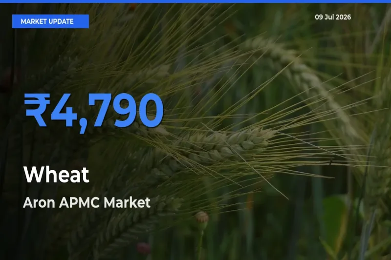 Aron APMC Tops Wheat Mandi Rates Today