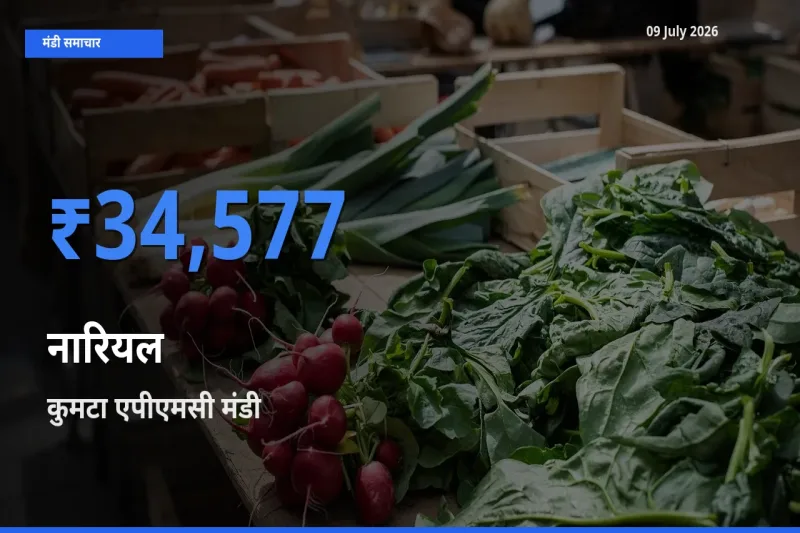 कुमटा एपीएमसी मंडी में आज नारियल के सबसे ऊँचे दाम दर्ज