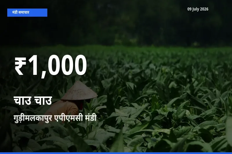 तेज़ गिरावट! गुड़ीमलकापुर एपीएमसी में चाउ चाउ के दाम 30 दिन के निचले स्तर पर