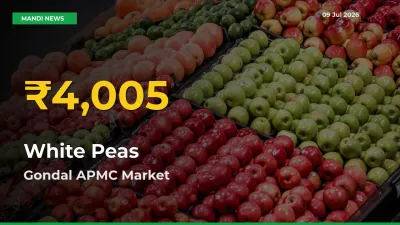 Why White Peas Prices Are Climbing in Gondal APMC – Today’s New High Explained