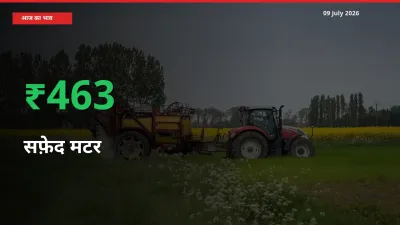 स्थानीय मंडी में सफ़ेद मटर के दाम अचानक 463.13% उछले, किसान सतर्क