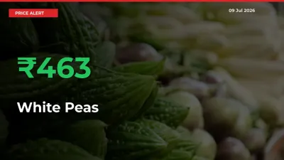 Farmers Cheer as White Peas Prices Surge 463.13% in Local Mandis