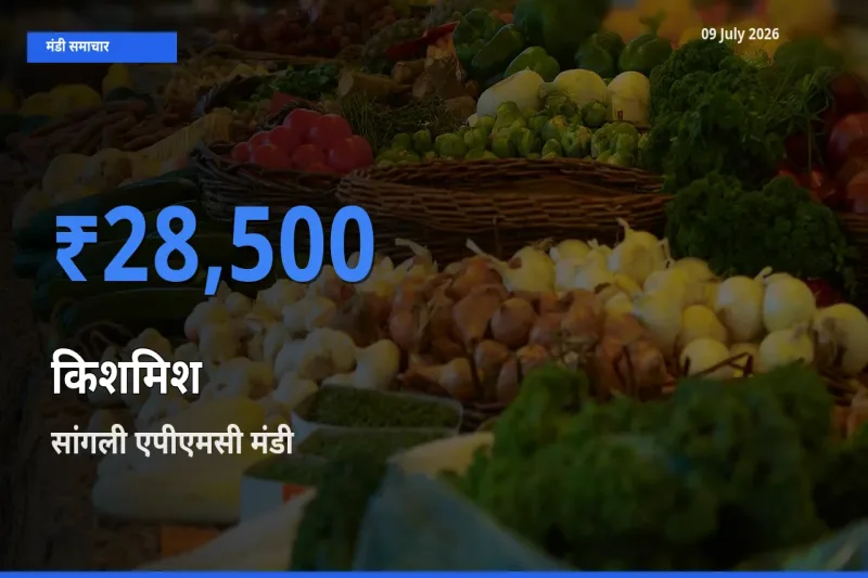 आज किशमिश के सबसे ऊँचे दाम ₹28,500 सांगली एपीएमसी मंडी में