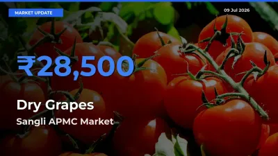 Sangli APMC Records Highest ₹28,500 Rate for Dry Grapes