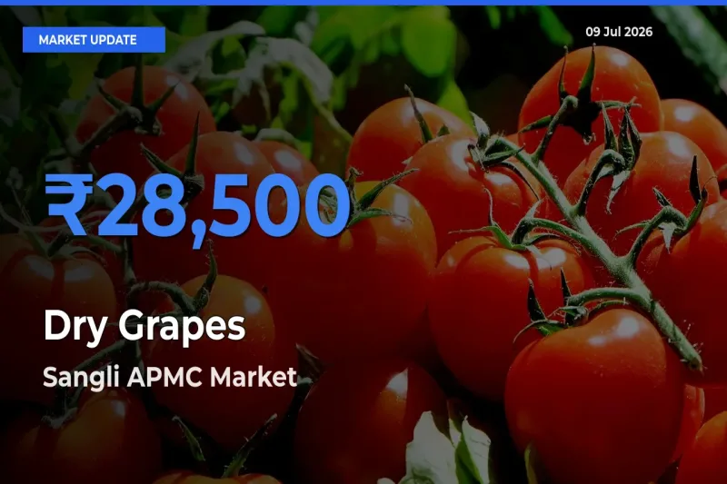 Sangli APMC Records Highest ₹28,500 Rate for Dry Grapes