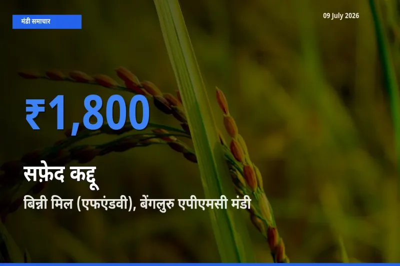 आज सफ़ेद कद्दू के सबसे ज़्यादा दाम बिन्नी मिल (एफएंडवी), बेंगलुरु एपीएमसी मंडी में दर्ज