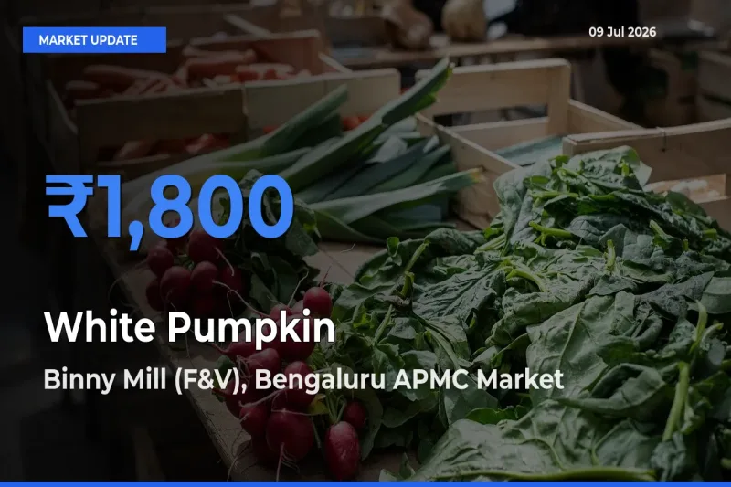 Binny Mill (F&V), Bengaluru APMC Tops White Pumpkin Rates – July 09 Market Update
