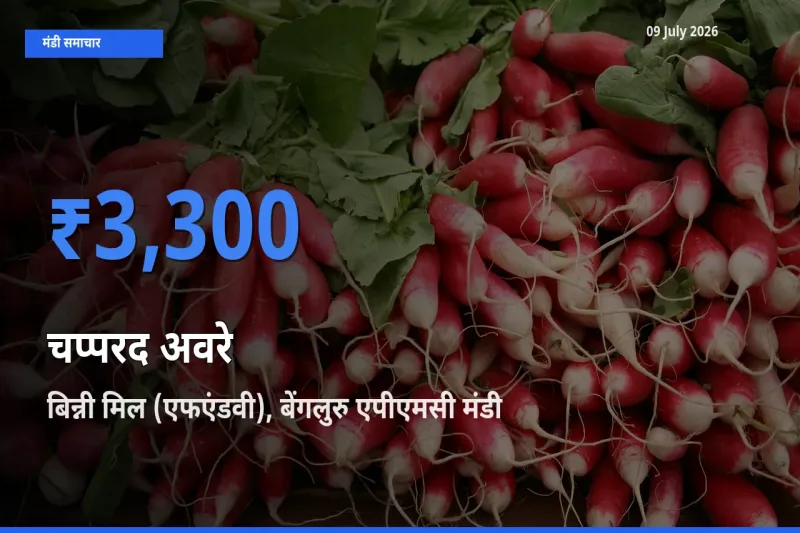 बिन्नी मिल (एफएंडवी), बेंगलुरु एपीएमसी मंडी में आज चप्परद अवरे के सबसे ऊँचे दाम दर्ज