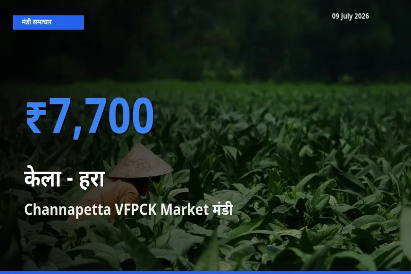 Channapetta VFPCK Market मंडी में केला - हरा ₹7,700 पर पहुँचा – आज का सर्वोच्च भाव