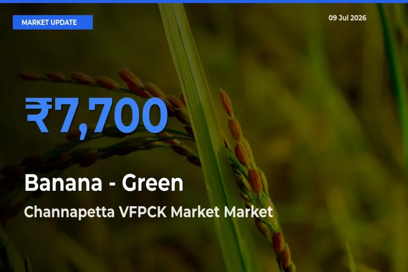 Top Performer! Channapetta VFPCK Market Offers Best Banana - Green Price Today