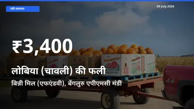 बिन्नी मिल (एफएंडवी), बेंगलुरु एपीएमसी में लोबिया (चावली) की फली के दाम 30 दिन के न्यूनतम स्तर पर, आज का मंडी भाव देखें