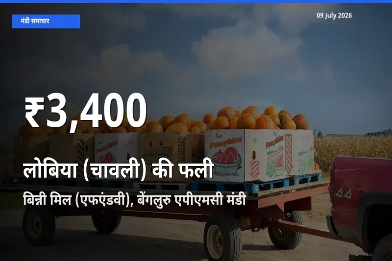 बिन्नी मिल (एफएंडवी), बेंगलुरु एपीएमसी में लोबिया (चावली) की फली के दाम 30 दिन के न्यूनतम स्तर पर, आज का मंडी भाव देखें