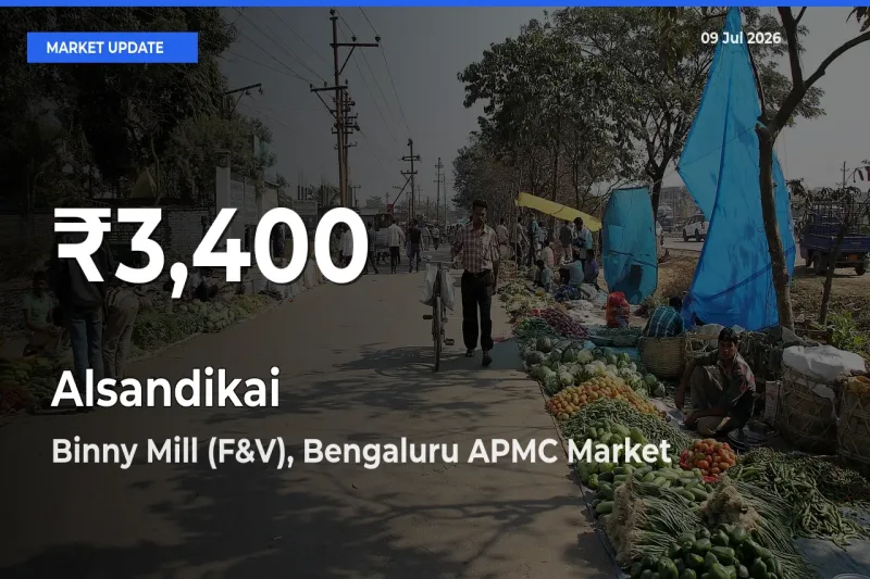 Why Alsandikai Prices Slumped in Binny Mill (F&V), Bengaluru APMC – 30-Day Low Today