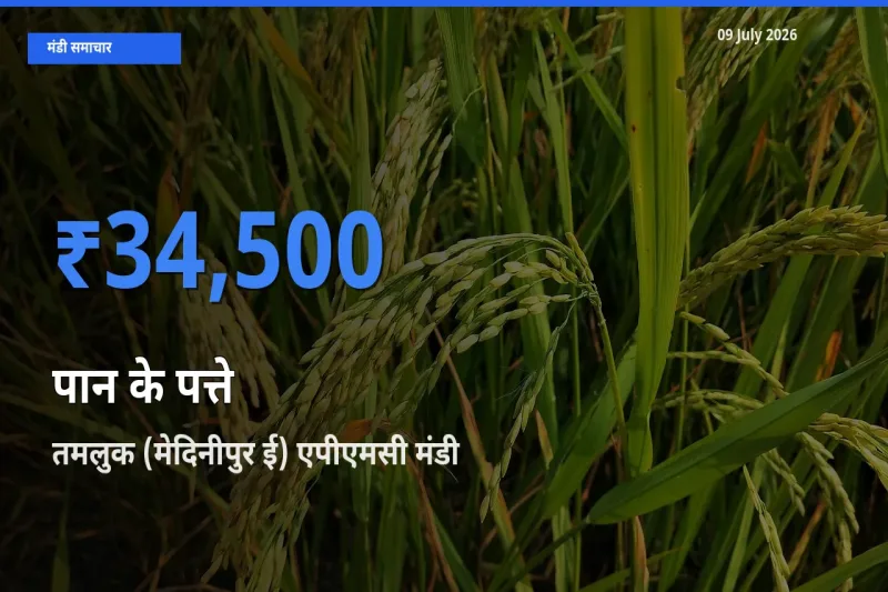 आज पान के पत्ते के सबसे ऊँचे दाम ₹34,500 तमलुक (मेदिनीपुर ई) एपीएमसी मंडी में