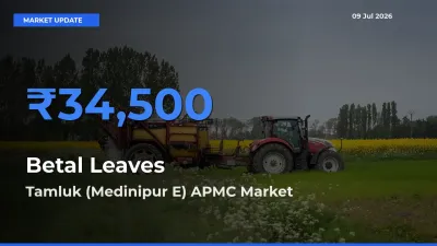 Tamluk (Medinipur E) APMC Leads as Top Mandi for Betal Leaves Prices