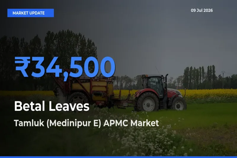 Tamluk (Medinipur E) APMC Leads as Top Mandi for Betal Leaves Prices