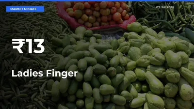 Ladies Finger Prices Trend Across 13+ Mandis – Market Direction Turns Clear