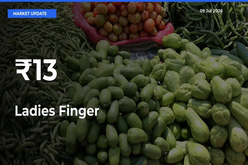 Ladies Finger Prices Trend Across 13+ Mandis – Market Direction Turns Clear