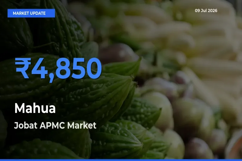 Jobat APMC Tops Mahua Mandi Rates Today