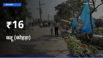 16+ मंडियों में कद्दू (कोहड़ा) के दामों का एक जैसा ट्रेंड