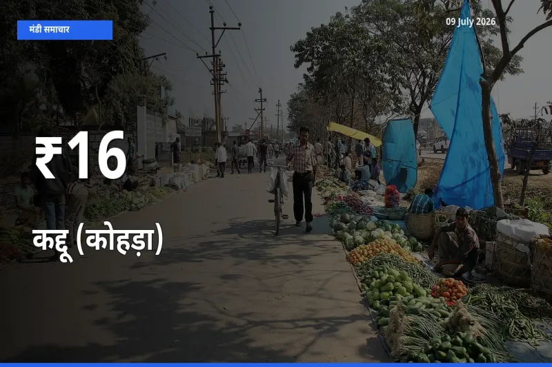 16+ मंडियों में कद्दू (कोहड़ा) के दामों का एक जैसा ट्रेंड