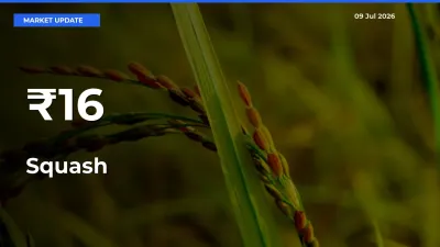 Squash Shows Strong Mandi Trend – July 09 Market Update
