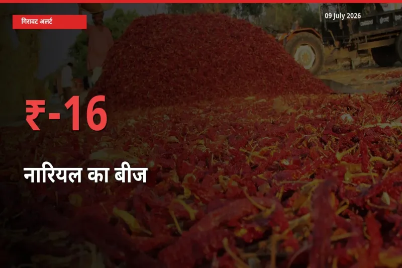 नारियल का बीज के दाम प्रमुख मंडी में 15.94% गिरे, 24 घंटे में बड़ा बदलाव