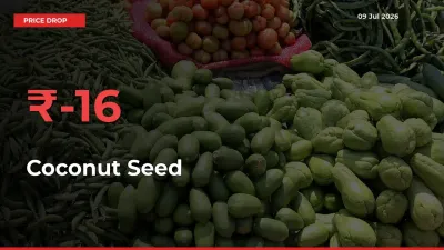 15.94% Drop in Coconut Seed Prices – Mandi Sees Sudden Fall