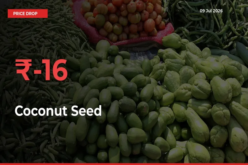 15.94% Drop in Coconut Seed Prices – Mandi Sees Sudden Fall