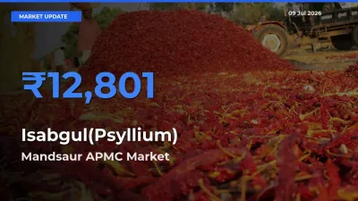 Mandsaur APMC Emerges as Top Mandi for Isabgul(Psyllium) Prices Today