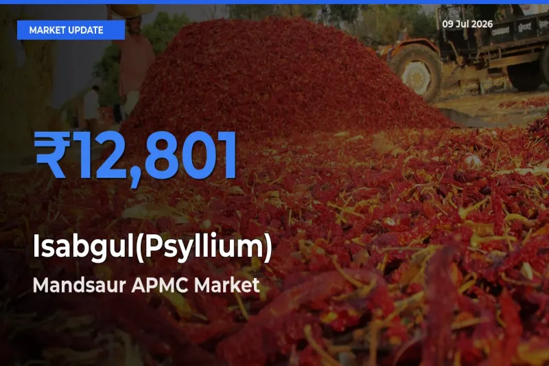 Mandsaur APMC Emerges as Top Mandi for Isabgul(Psyllium) Prices Today