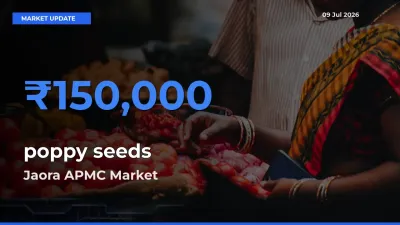Farmers Prefer Jaora APMC as poppy seeds Hits Highest Rate