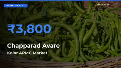 Farmers Prefer Kolar APMC as Chapparad Avare Hits Highest Rate
