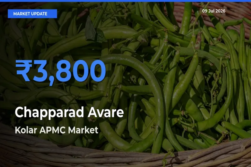 Farmers Prefer Kolar APMC as Chapparad Avare Hits Highest Rate