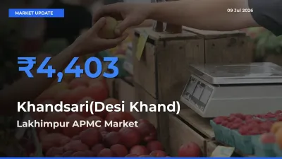 Lakhimpur APMC Emerges as Top Mandi for Khandsari(Desi Khand) Prices Today
