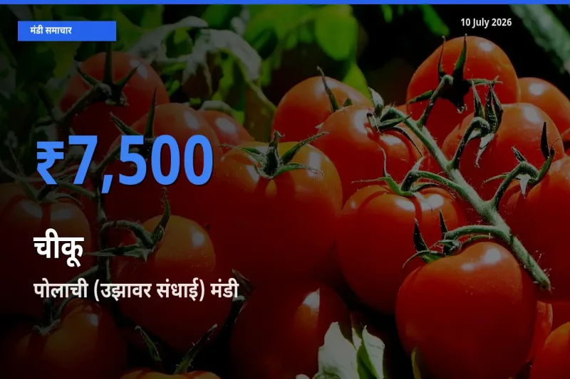 आज चीकू के सबसे ज़्यादा दाम पोलाची (उझावर संधाई) मंडी में दर्ज