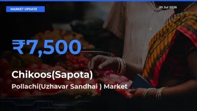 Pollachi(Uzhavar Sandhai ) Records Highest ₹7,500 Rate for Chikoos(Sapota)